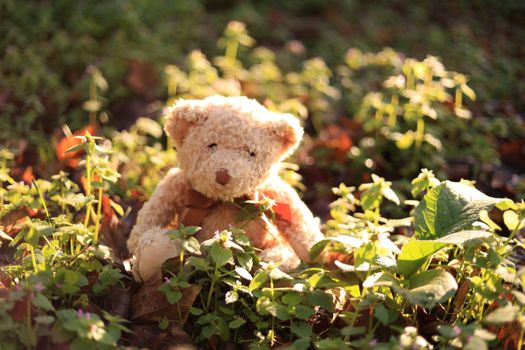 A plush teddy bear sits among lush greenery and sunlight, creating a whimsical garden vibe.