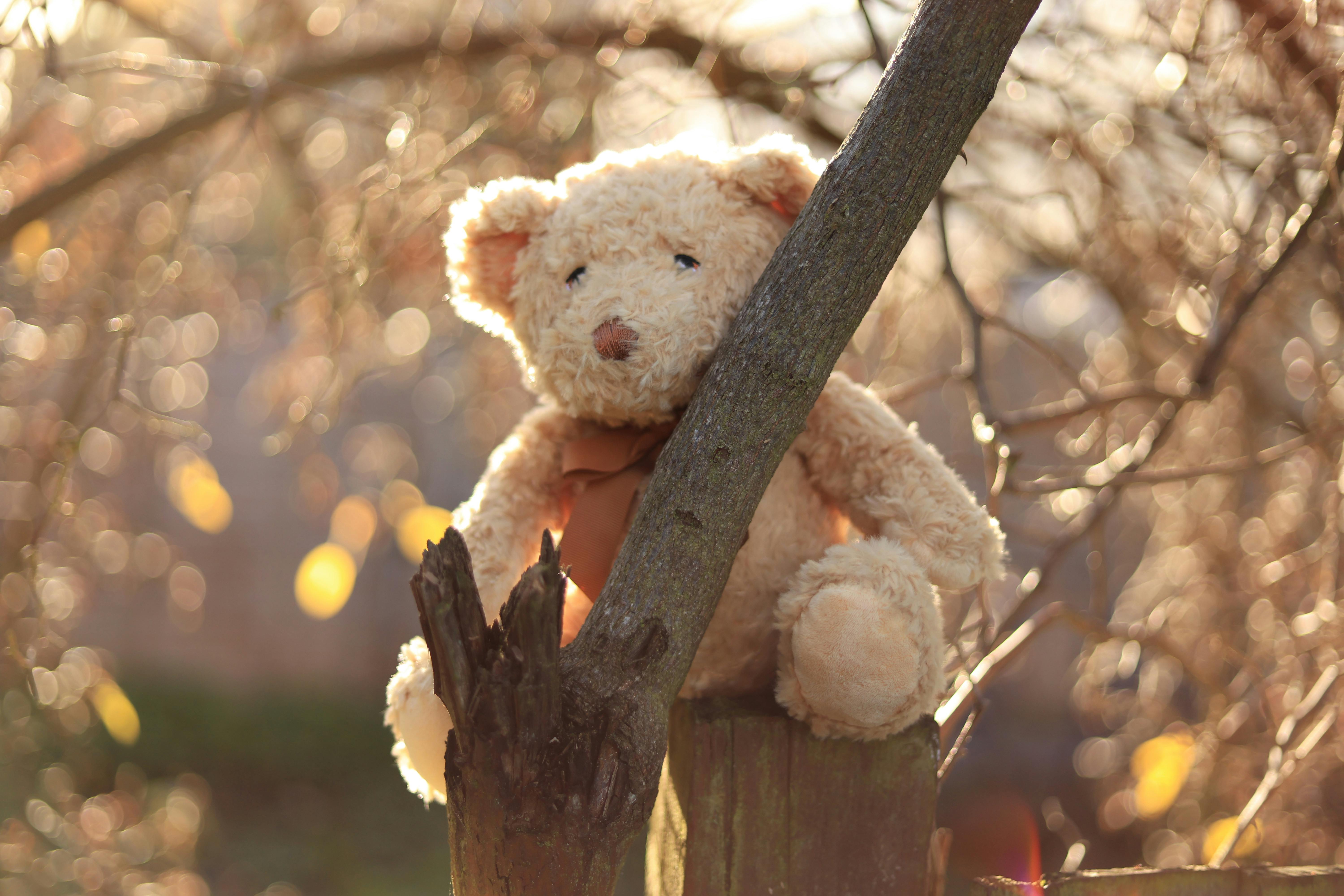 Bear Greg - Clone Wars