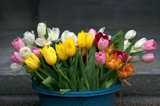 Colorful tulip arrangement in a blue container, perfect for spring themes.