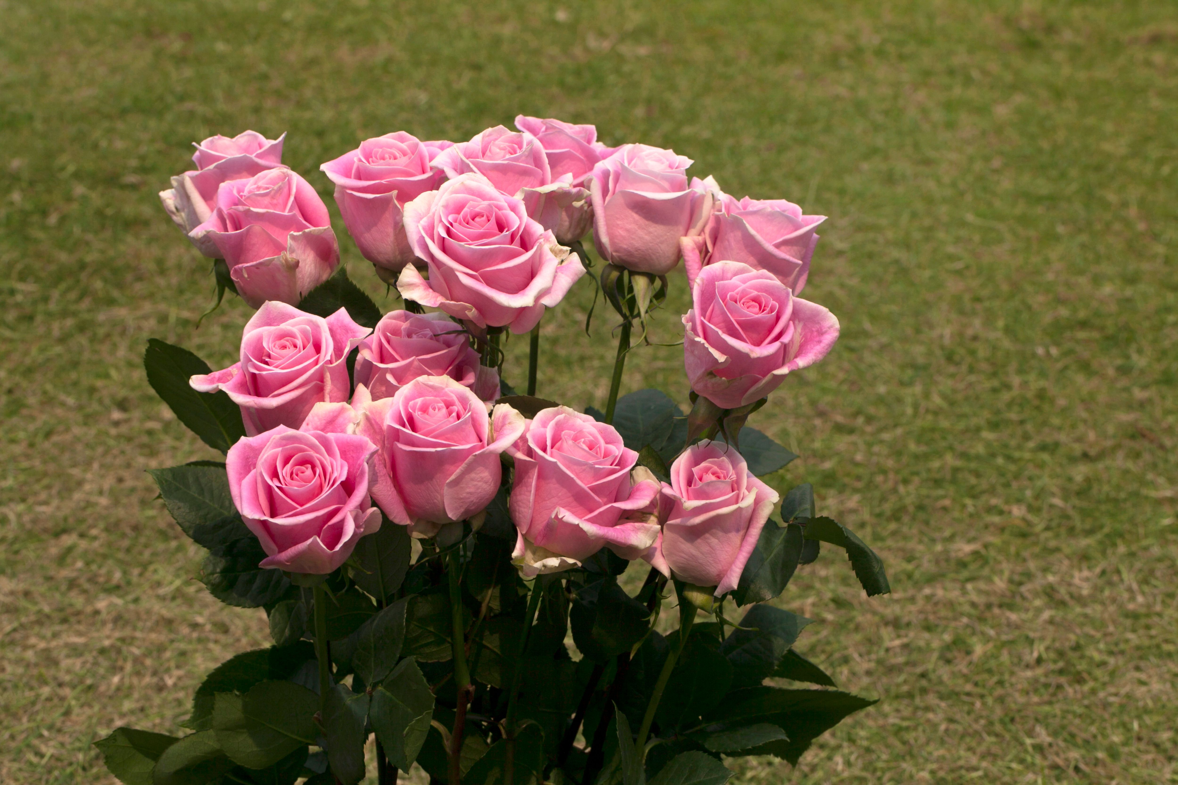 Beautiful Bouquet of Pink Roses on Grass · Free Stock Photo