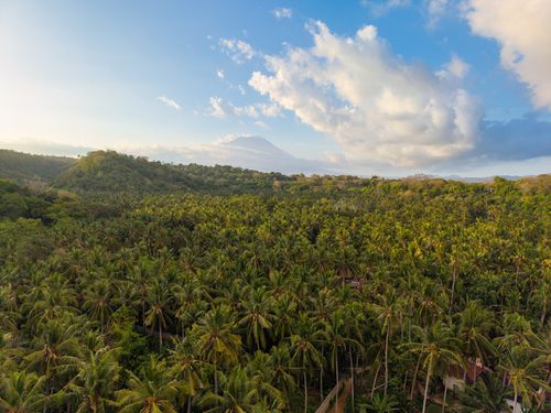 Free Stunning aerial view of a palm forest with a distant mountain in Bali, Indonesia. Stock Photo