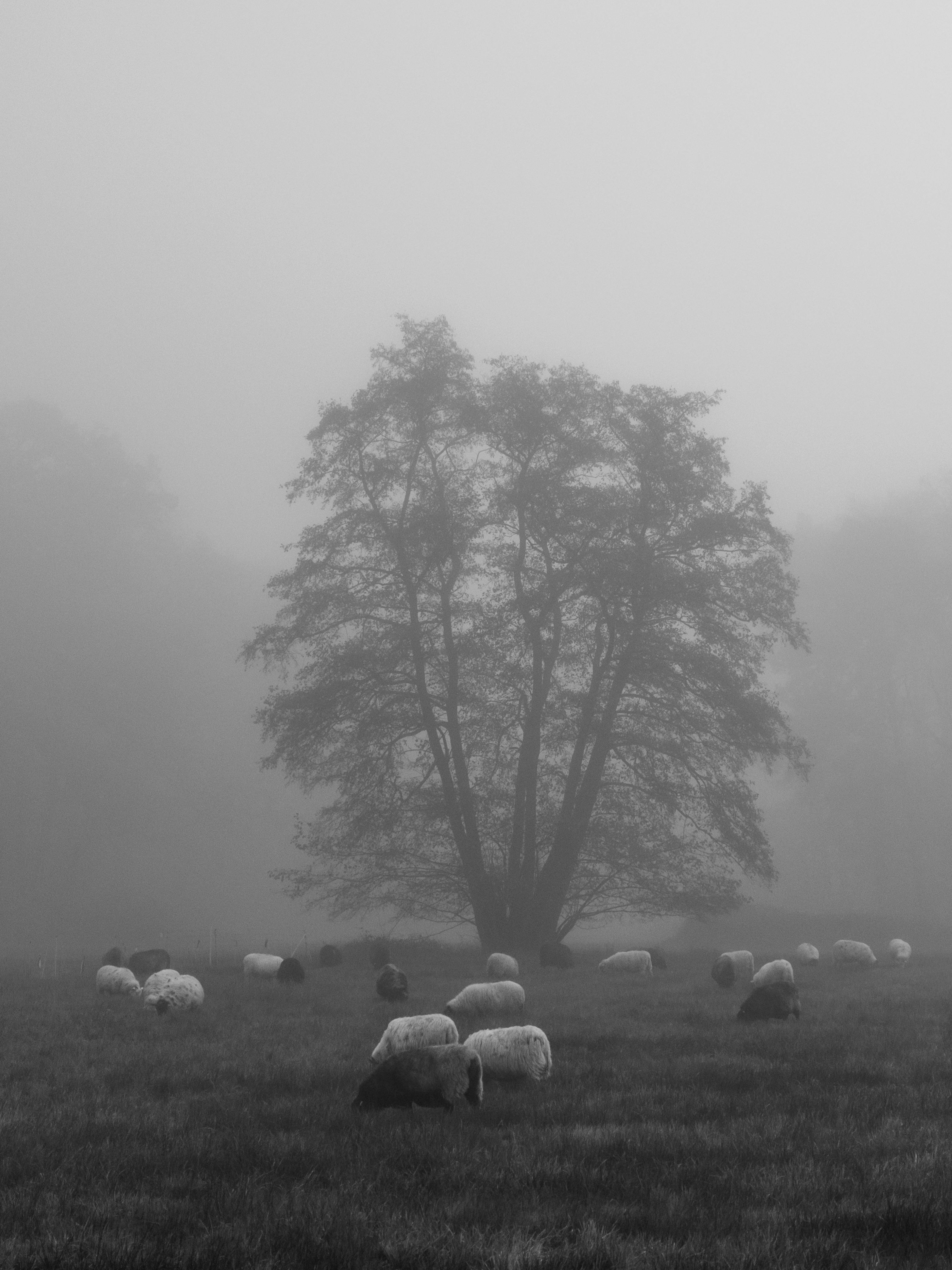 무료 안개가 자욱한 초원에서 나무 아래 풀을 뜯는 양 떼의 고요한 흑백 사진. 스톡 사진