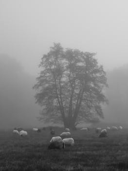 Serene black and white photo of sheep grazing under a tree in a foggy meadow.
