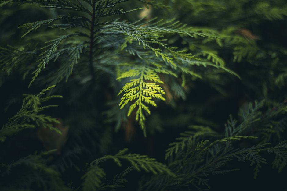 Detailed close-up of lush green fern leaves in natural light, showcasing intricate details.