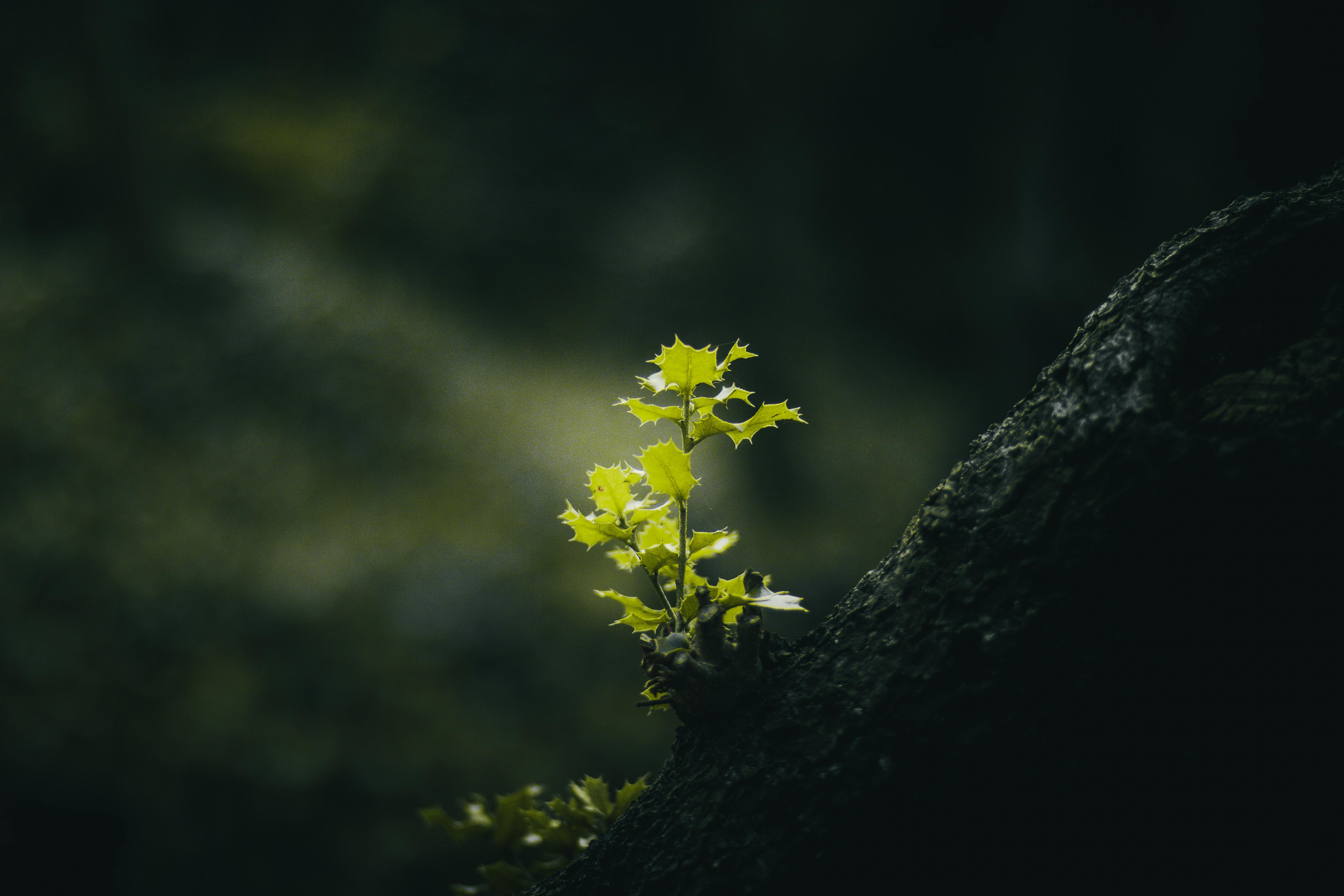 How to Boost Emotional Resilience: Strategies for a Stronger Mindset