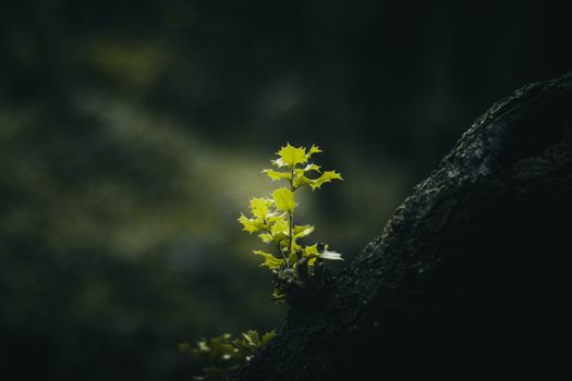 Bright green plant emerging from a dark tree trunk, symbolizing growth and resilience.