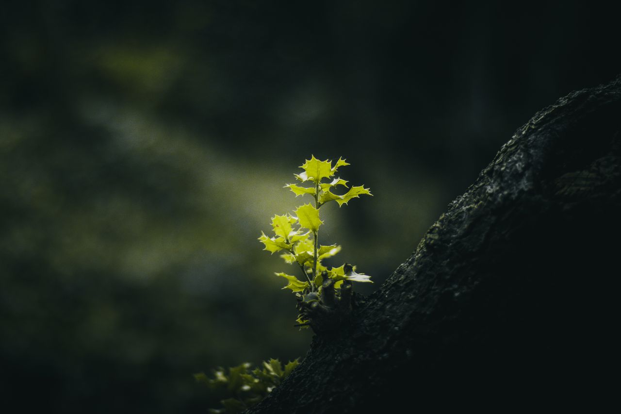 bright green plant emerging from a dark tree trunk symbolizing growth