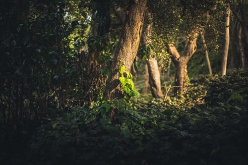 Free A serene forest scene with sunlight illuminating a tree and dense greenery. Stock Photo