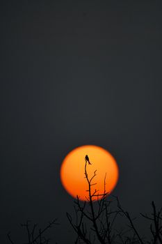 A bird perched on a bare tree against a vibrant orange sunset sky.