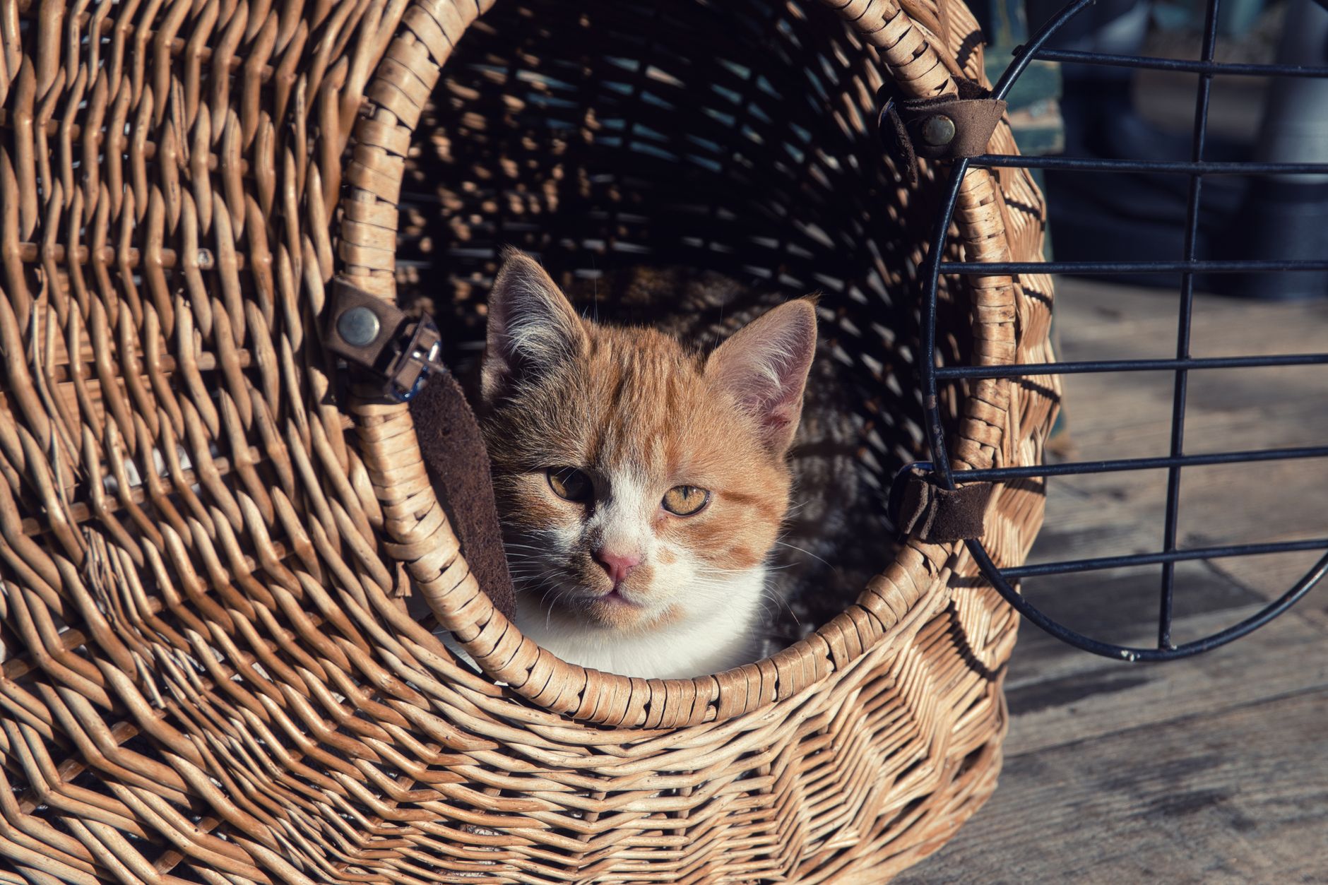 2026 Guide: The Best Cat Carriers for Stress-Free Vet Visits