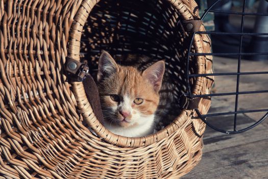 Best Cat Carriers for Small Cats Under 10 Pounds