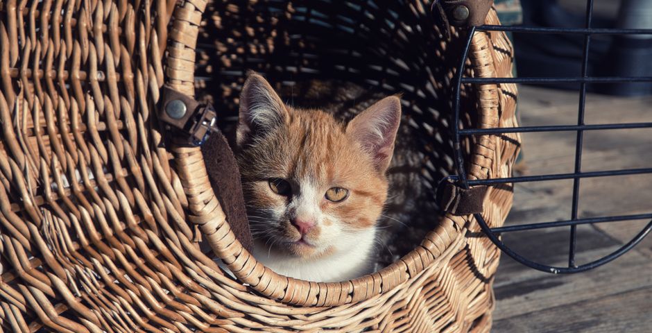 A kitten resting in a carrier basket — pets can stay home during a gel-bait pest treatment
