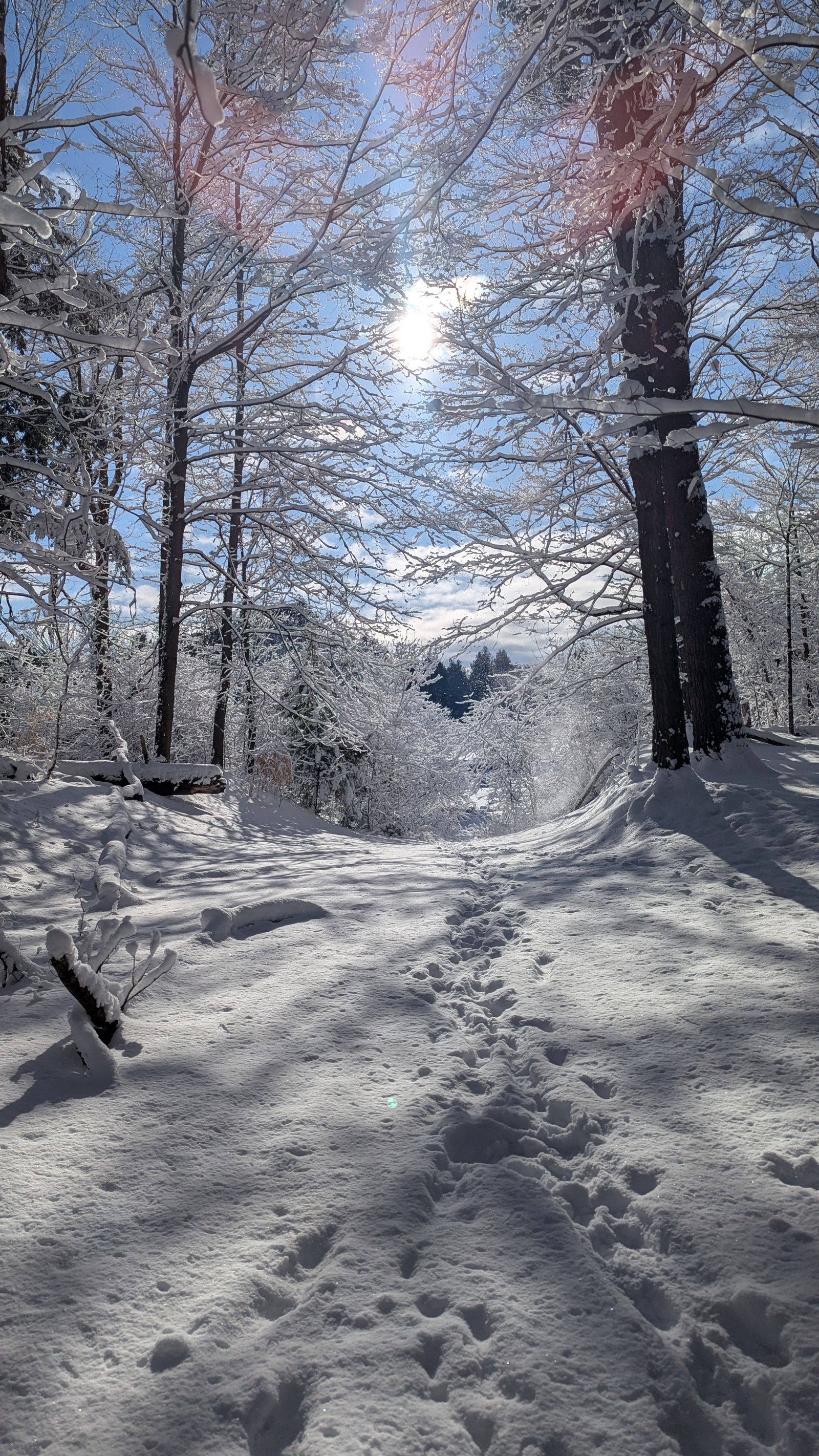 Winter forest path in sunlight, New Tecumseth, Ontario