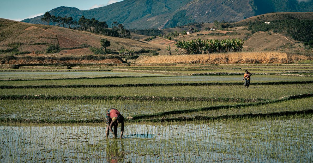 Photo of Madagascar