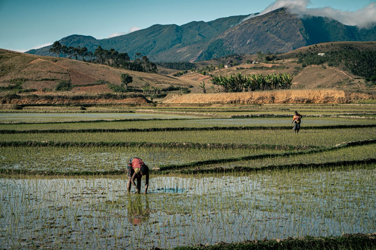 Scenic view of farmers tending to rice fields with mountains in Madagascar.