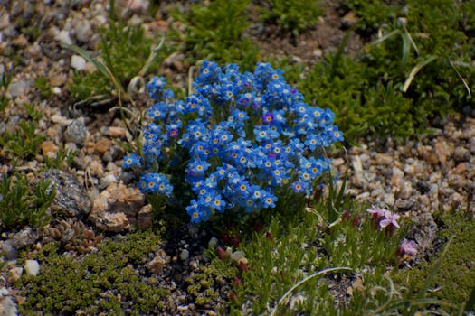 Bright blue forget-me-not wildflowers blooming in the Rocky Mountains, CO.