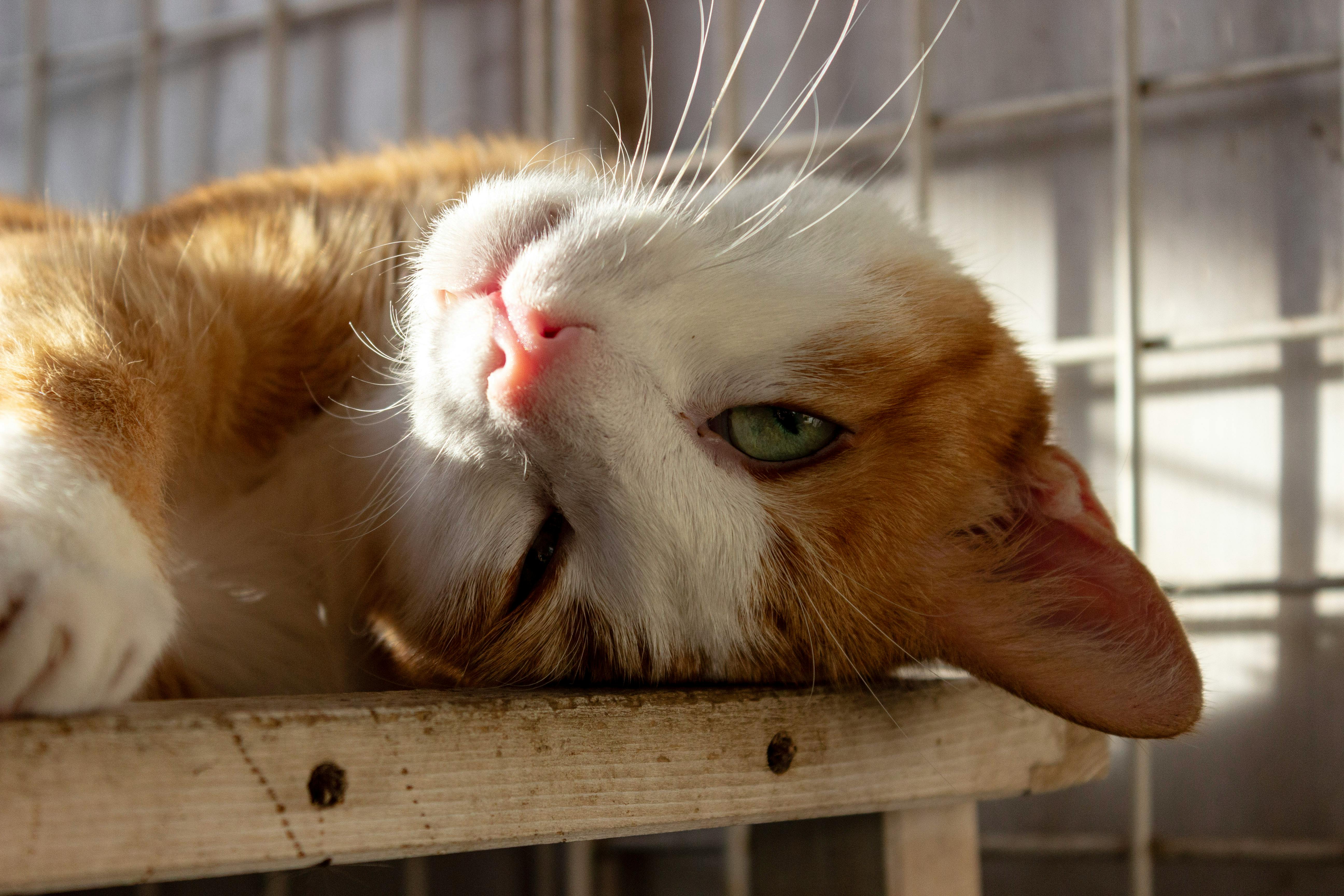 為什麼科技業男花14萬元買小貓卻遭虐待？背後的真相是什麼？