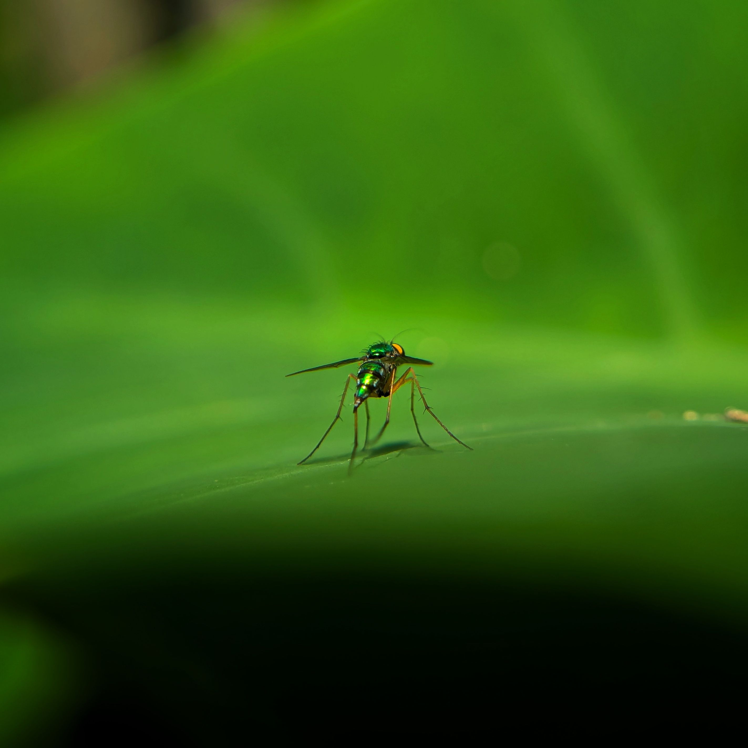 Rising Threat of Dengue and Mosquito-Borne Diseases