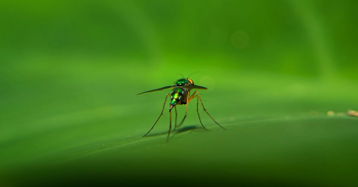 Rising Threat of Dengue and Mosquito-Borne Diseases