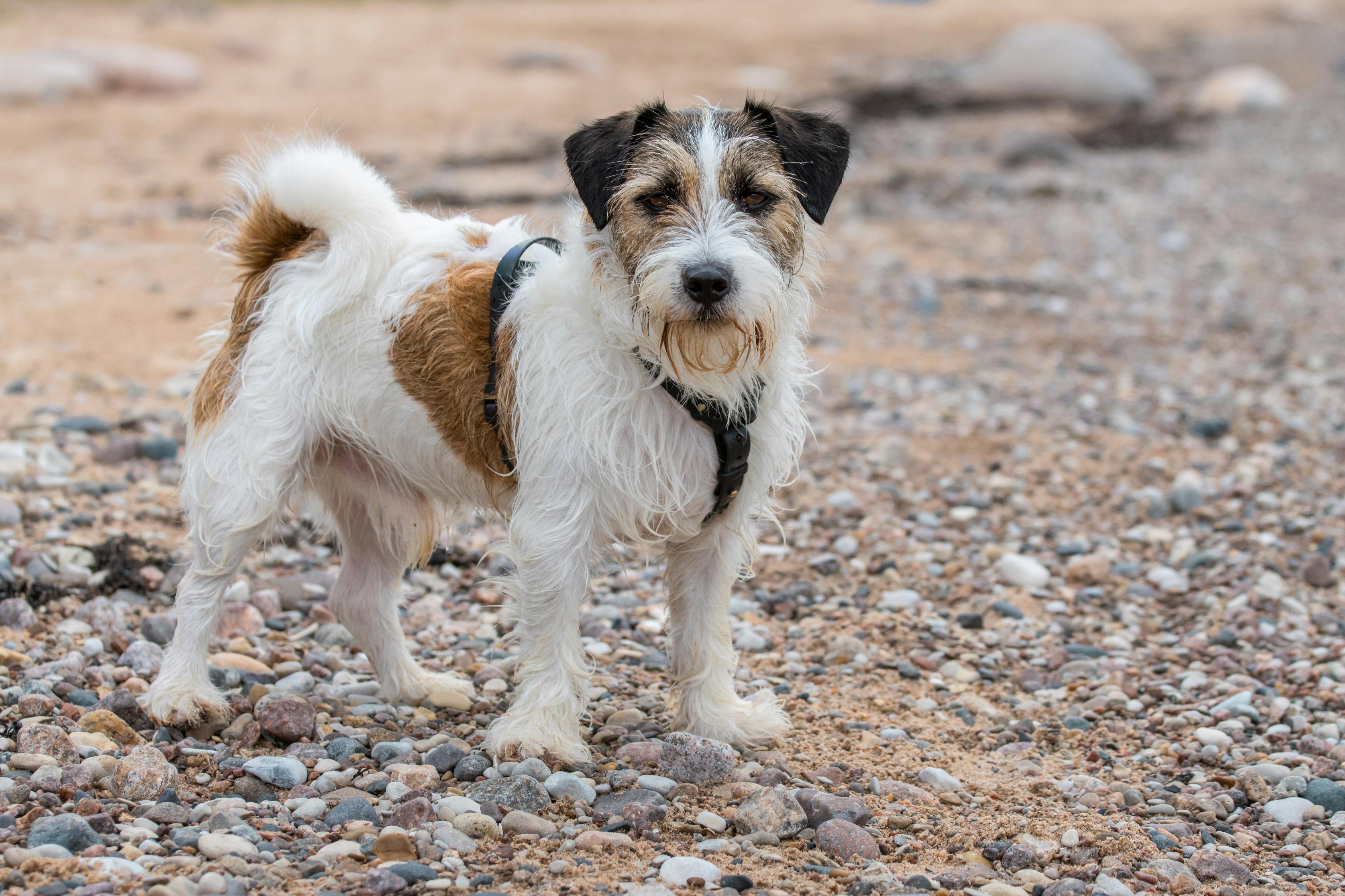 Free stock photo of baltic sea, beach, dog