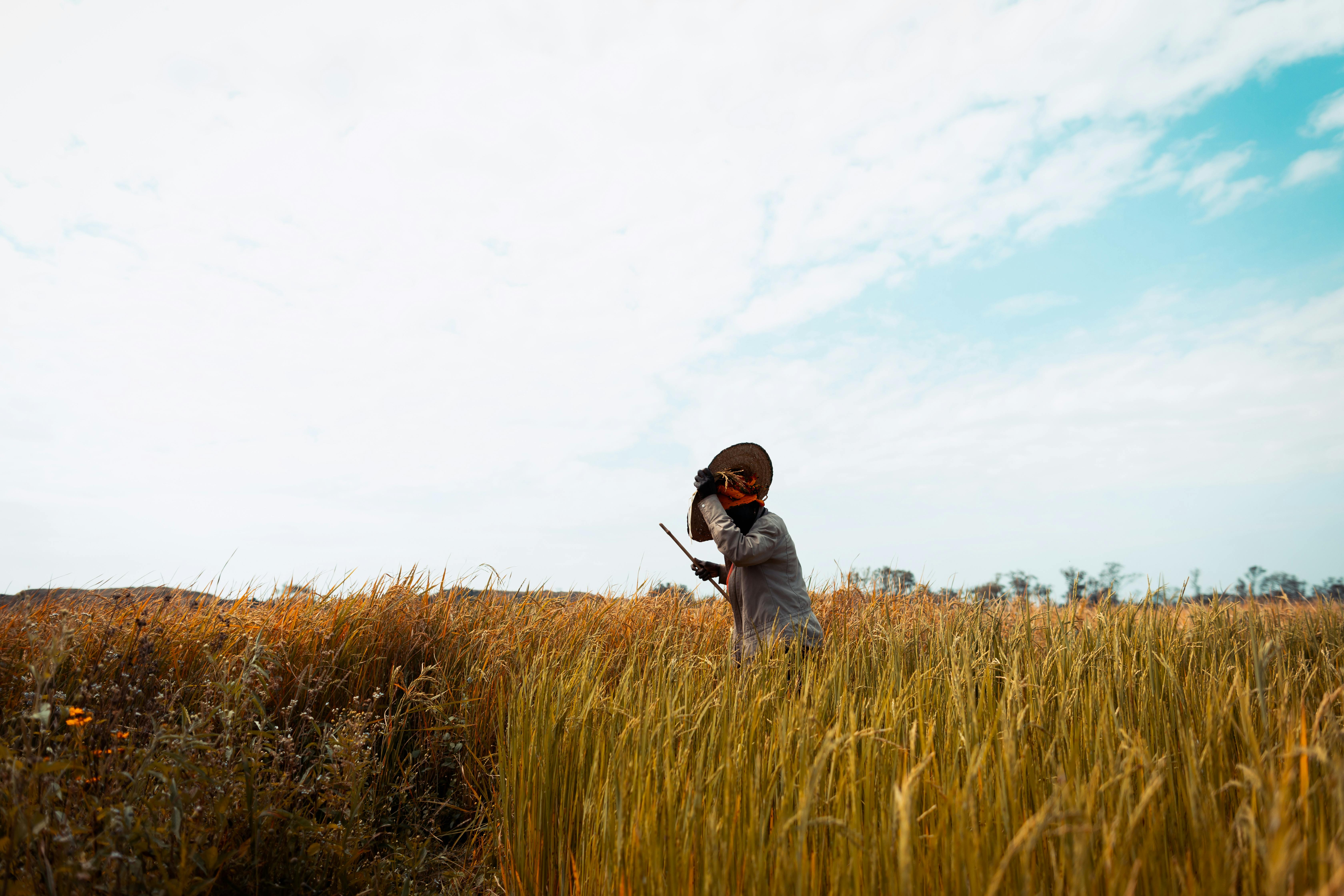 Gratis Un contadino di Jos, in Nigeria, si prende cura di un campo di grano maturo in una giornata limpida. Foto a disposizione