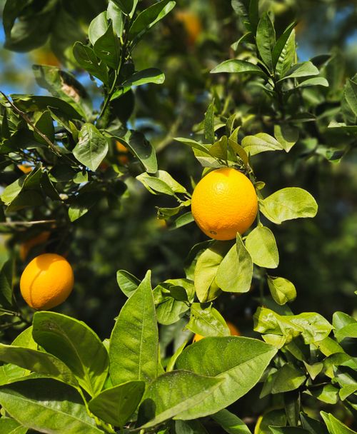 Free Close-up of oranges on a lush tree under bright sunlight, showcasing vibrant colors Stock Photo