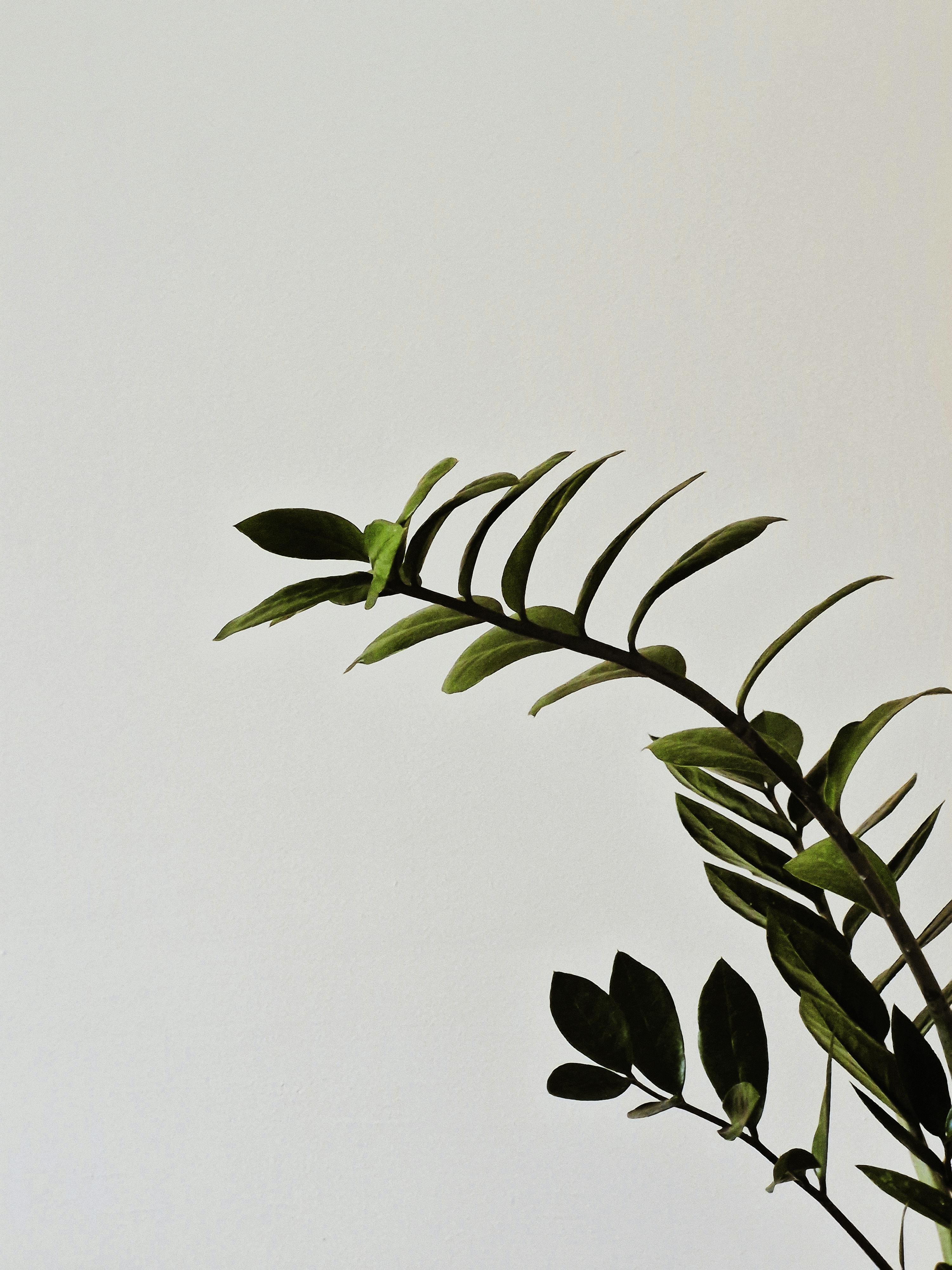 A simple and elegant photo of a lush green plant against a plain background.