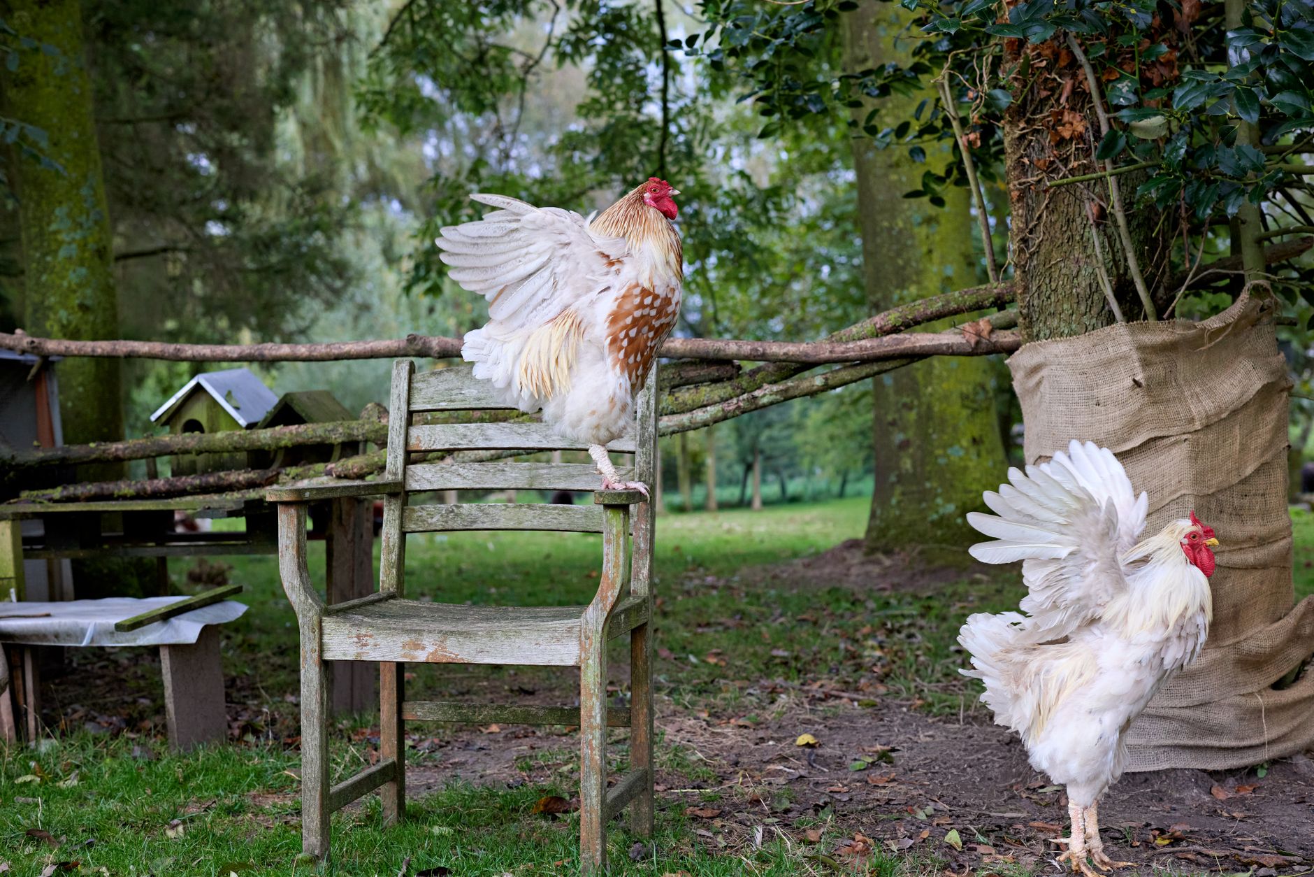 Two roosters in a rustic garden setting, adding a rural charm to the scene.