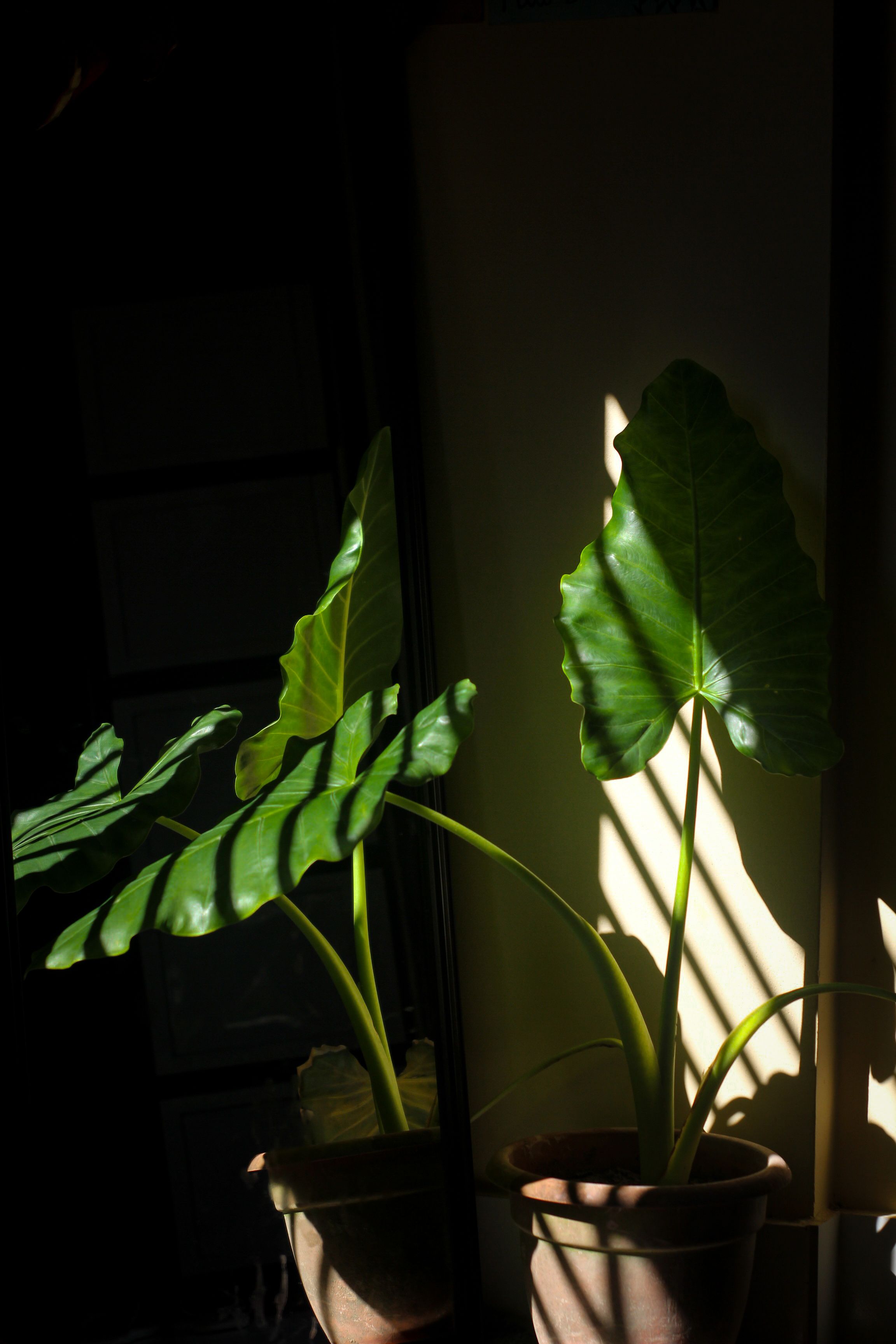 Fotomural Filodendro en maceta iluminado por la luz del sol que proyecta sombras artísticas en interiores.