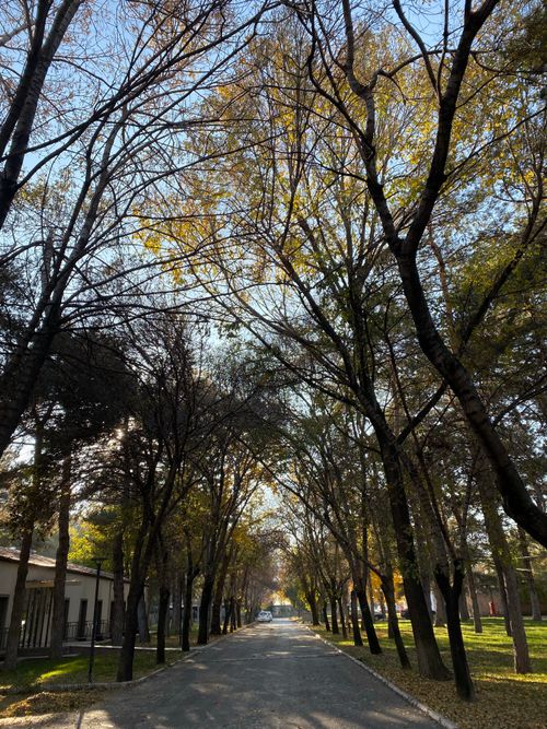 Free Enchanting tree-lined path under autumn sun, showcasing beautiful seasonal colors. Stock Photo