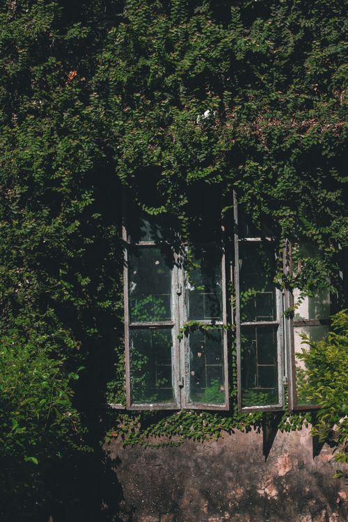 Free A rustic window covered with lush green vines on an old building. Stock Photo