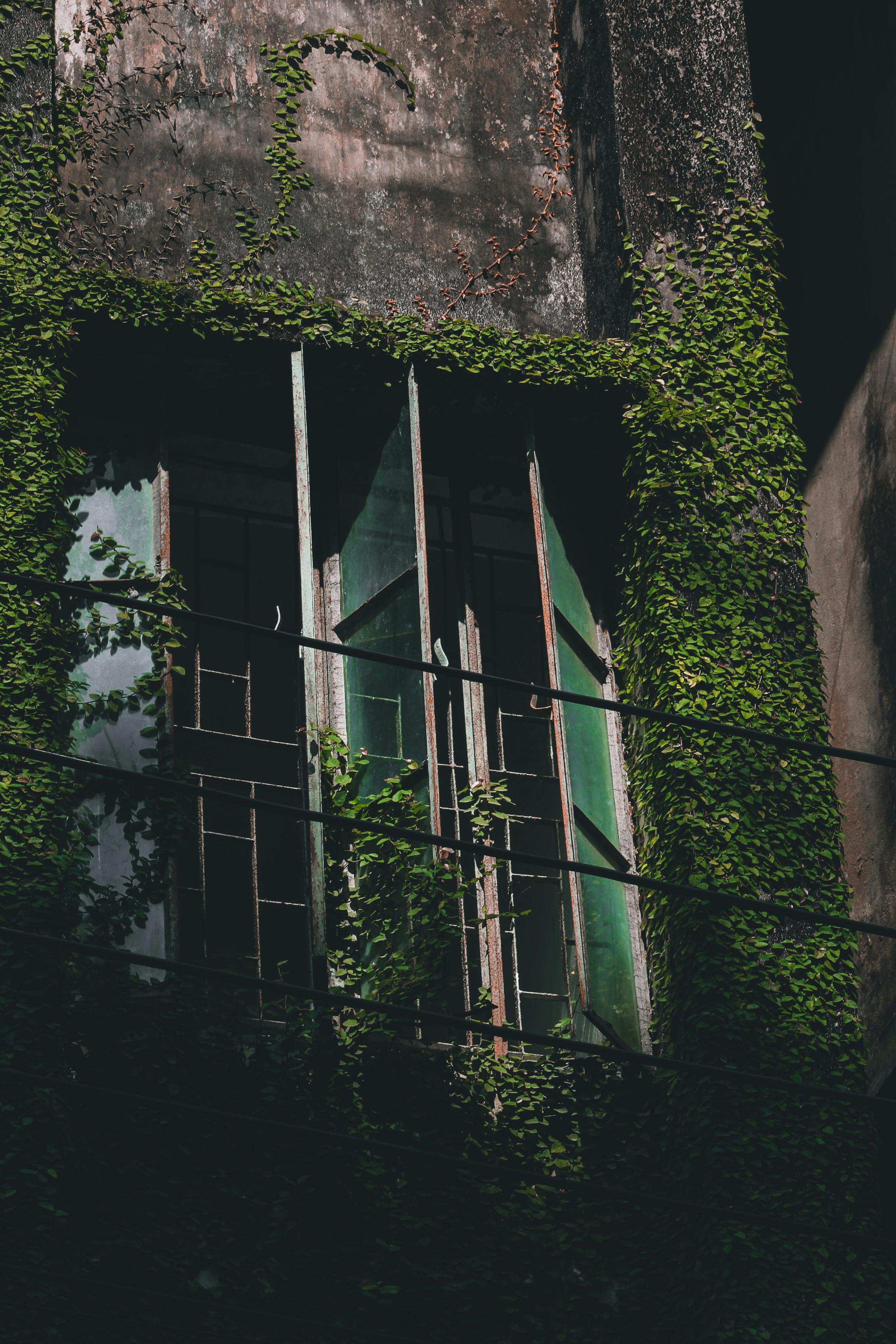 Bezpłatne Zaniedbane okno otoczone bujnym bluszczem, rzucające dramatyczne cienie w zabytkowym, miejskim otoczeniu. Zdjęcie z galerii