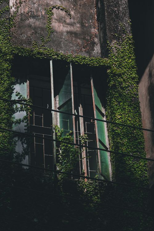 Free A neglected window surrounded by lush ivy, casting dramatic shadows in a vintage urban setting. Stock Photo