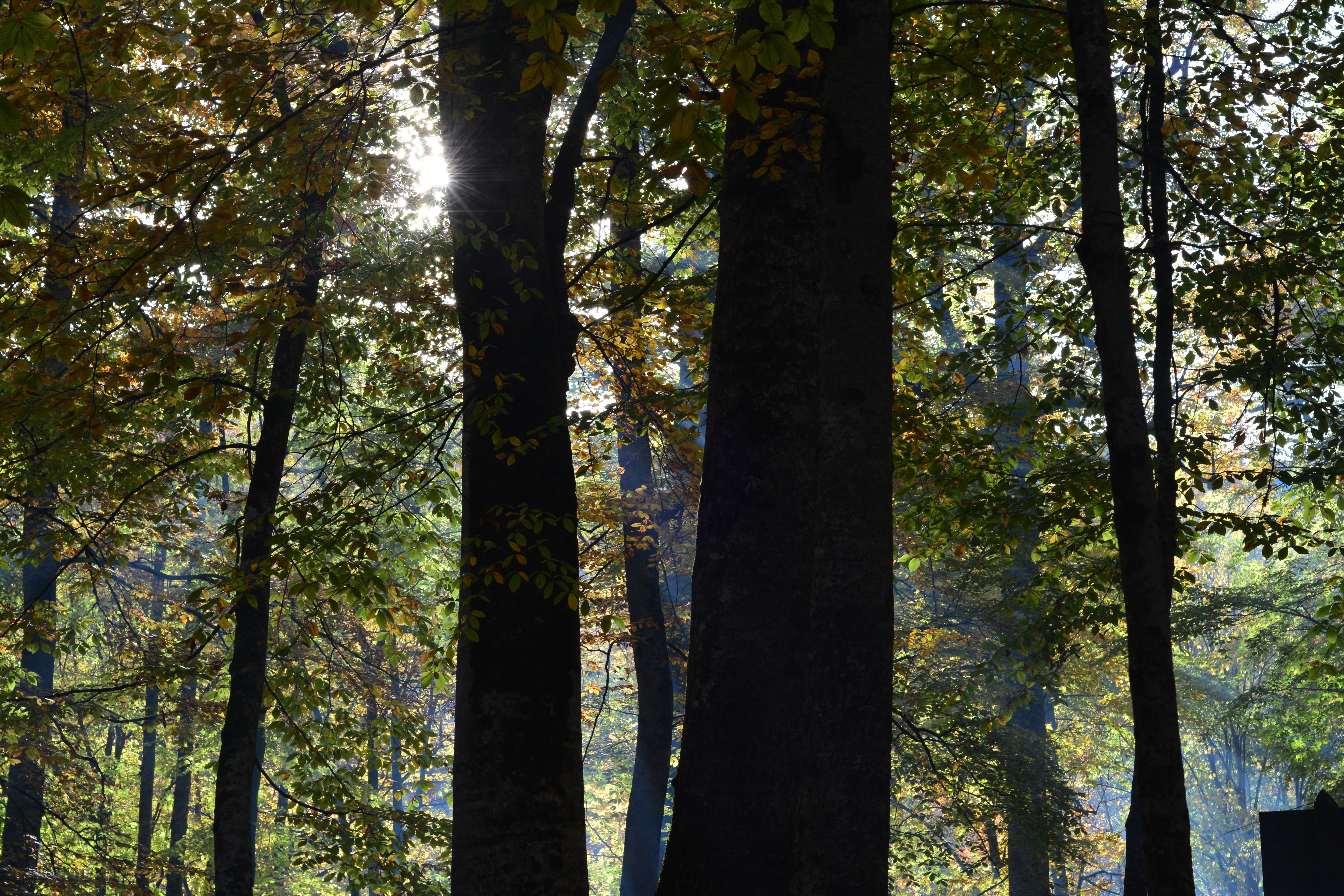 Sunlight peeks through dense autumn forest showcasing colorful foliage.