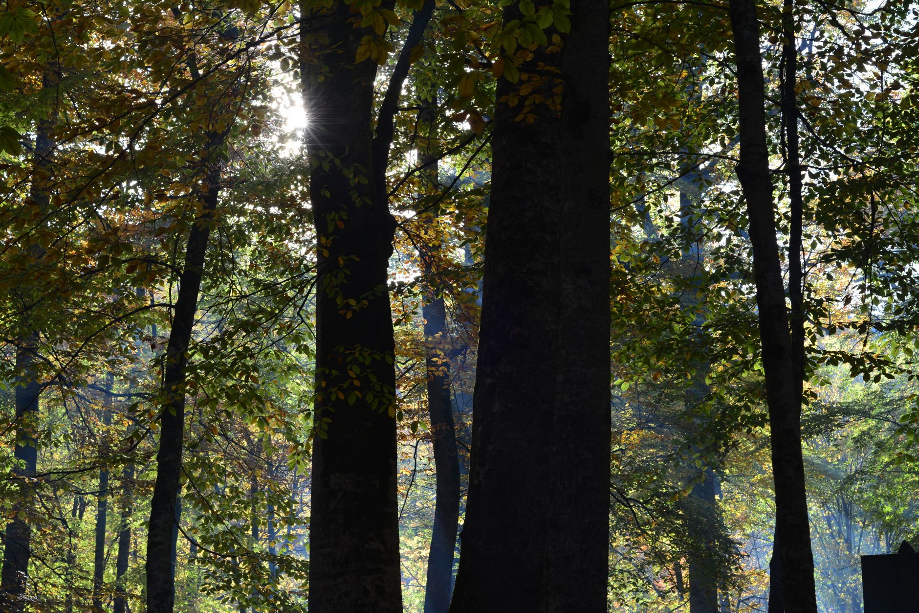 Sunlight peeks through dense autumn forest showcasing colorful foliage.