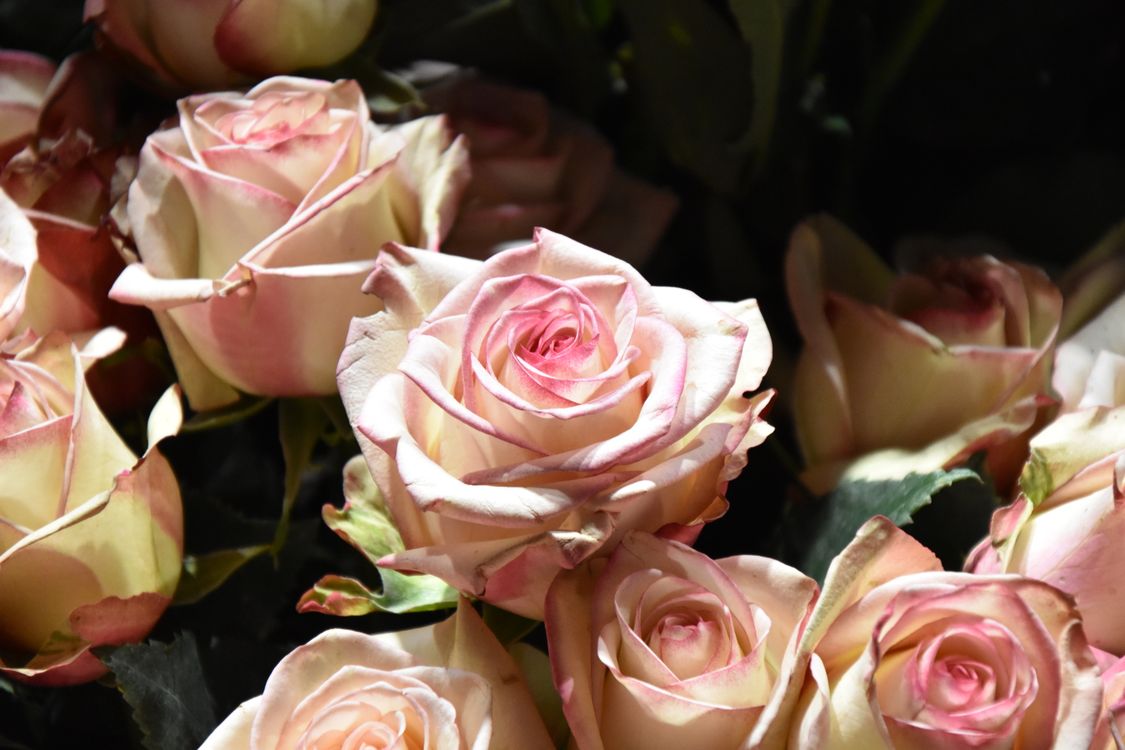 Vibrant Pink Roses Under Natural Light · Free Stock Photo