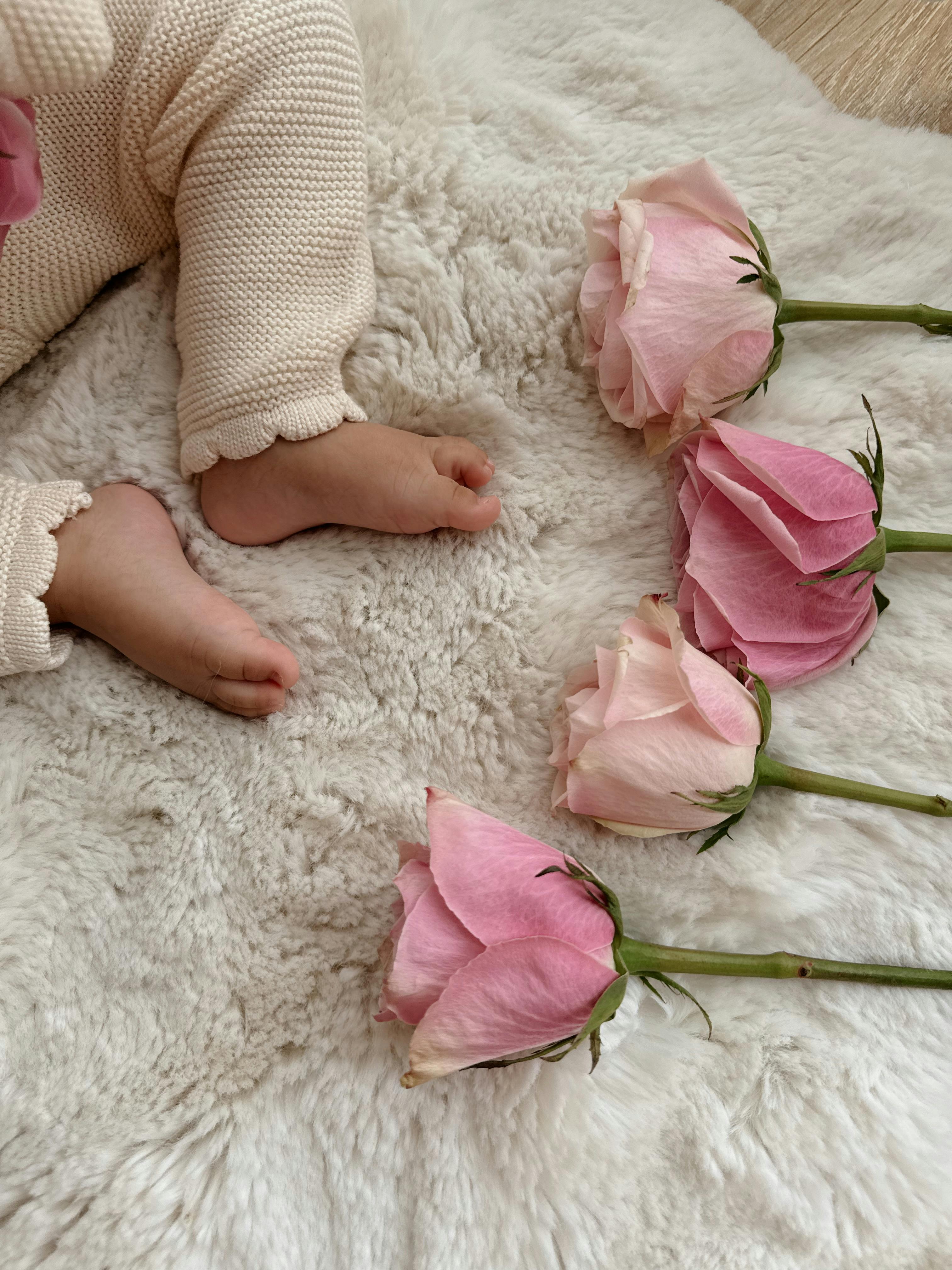 Adorable baby feet in knit clothing next to soft pink roses on a plush rug.