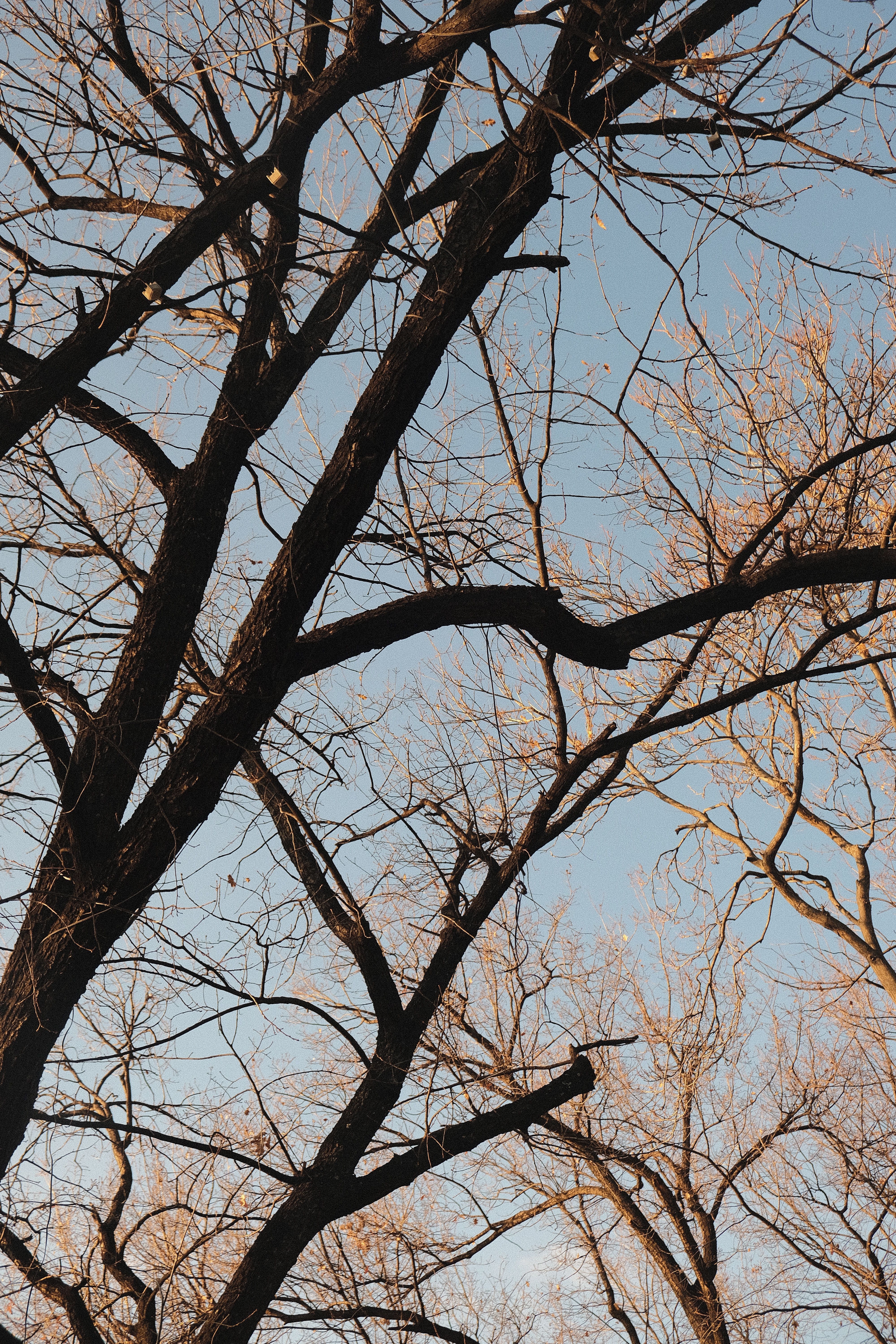 A Bare Tree Under the Blue Sky · Free Stock Photo
