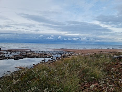 Serene beach scene with driftwood near a calm ocean under a cloudy sky.