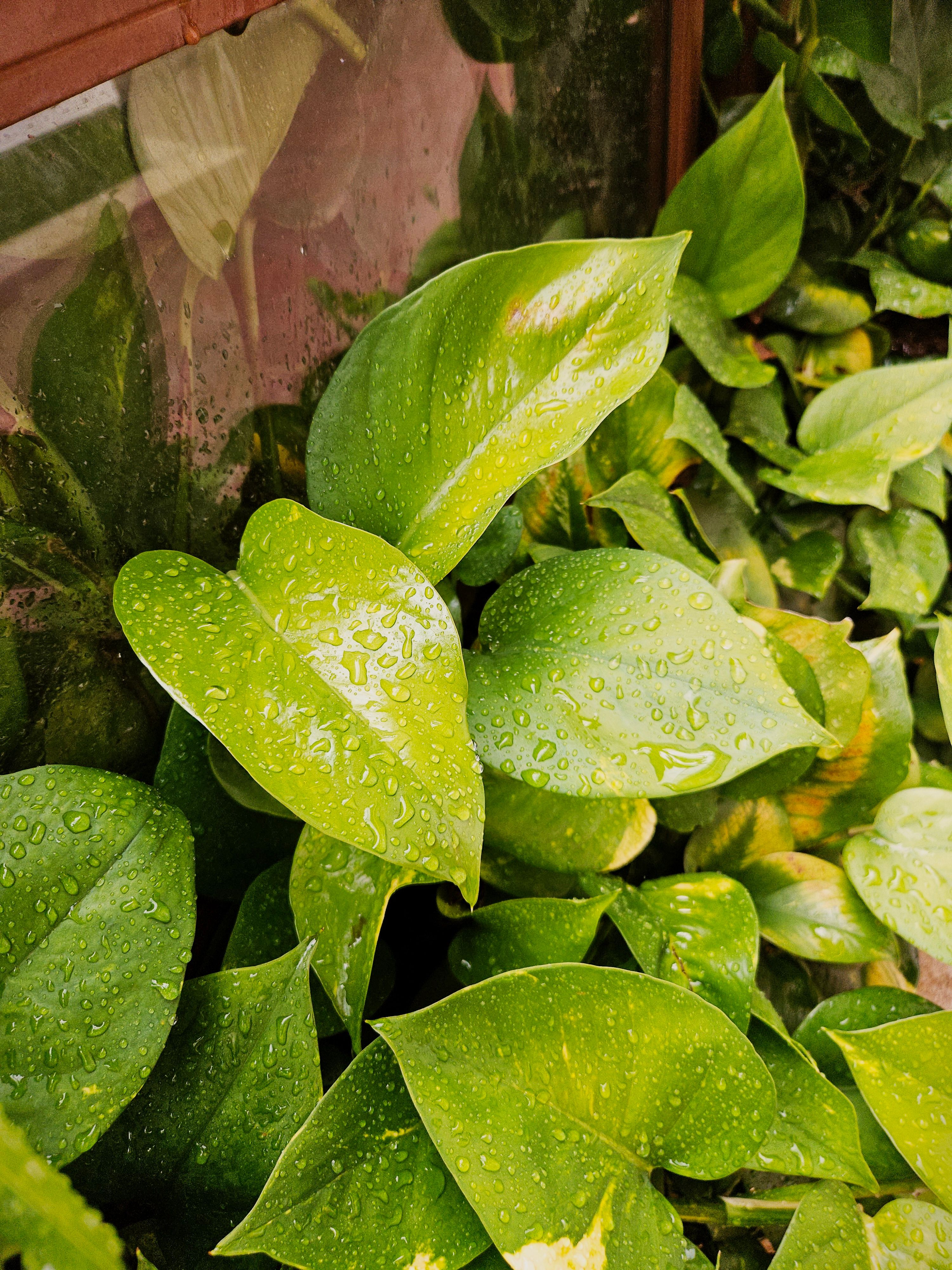 Clean Leaves for Photosynthesis