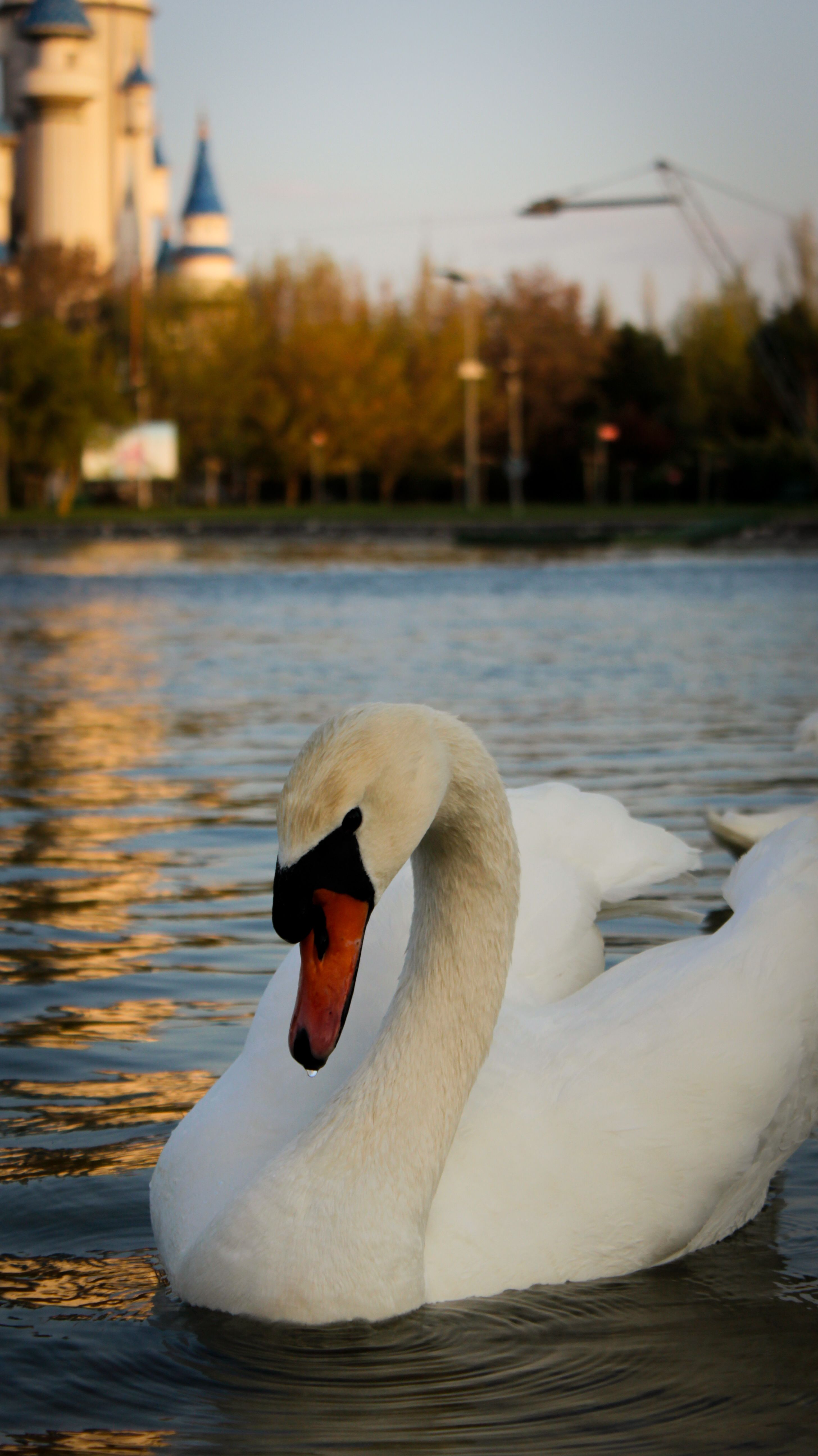 Serene swan gliding gracefully on a lake in Eskişehir, Türkiye, with a whimsical castle in the background at sunset.