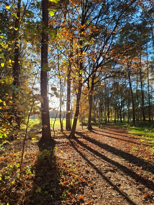 Free A serene view of an autumn forest with sunlight streaming through the trees casting long shadows. Stock Photo