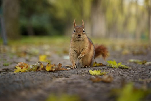 Close-up of a squirrel on a forest floor covered with autumn leaves in Bursa, Türkiye.