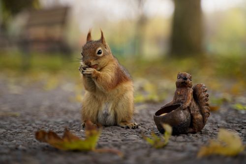 Free Adorable squirrel feeding on nuts surrounded by autumn leaves in Bursa, Turkey. Stock Photo