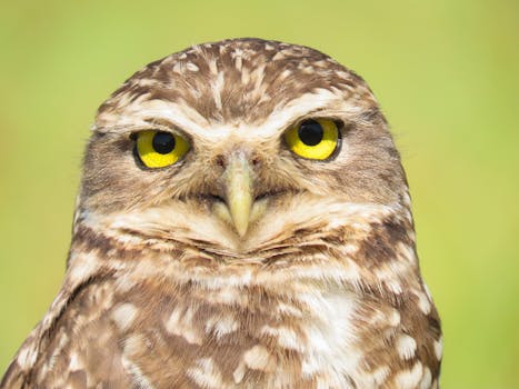 Detailed close-up photo of a Burrowing Owl with vivid yellow eyes taken in Florianópolis, Brazil.