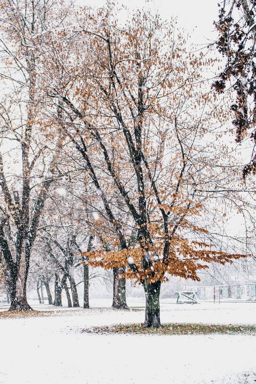 Free Tranquil winter scene with trees in snowfall, capturing nature's quiet beauty. Stock Photo