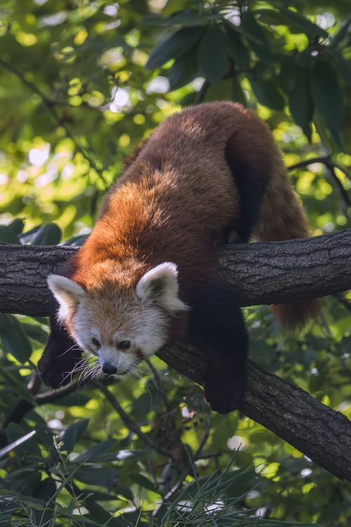 Free A red panda rests peacefully on a tree branch surrounded by lush greenery. Stock Photo