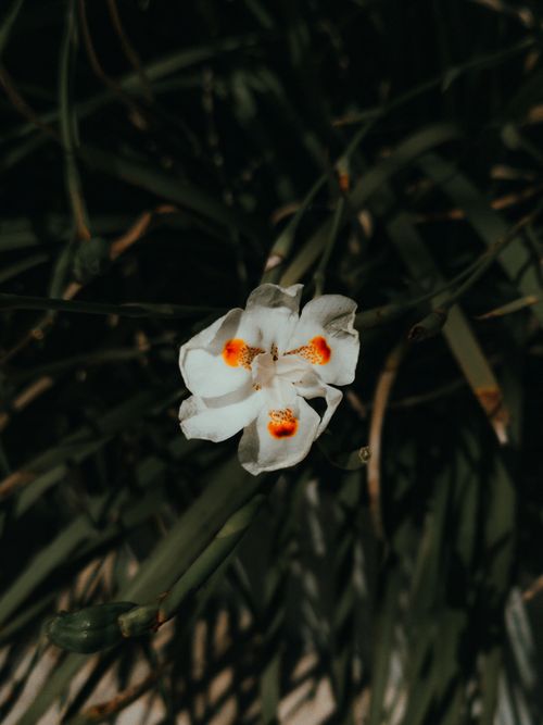 Free Vibrant white African iris flower with orange center details captured in natural light. Stock Photo
