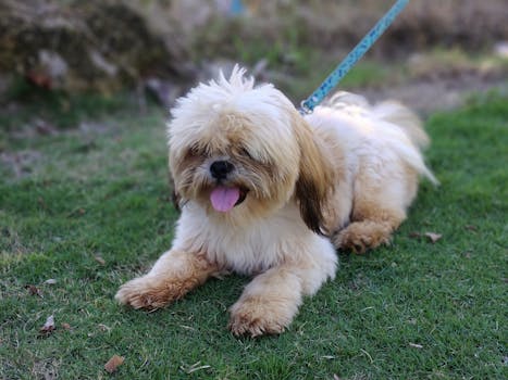 Cute Shih Tzu dog on a leash enjoying a sunny day outdoors on the grass.