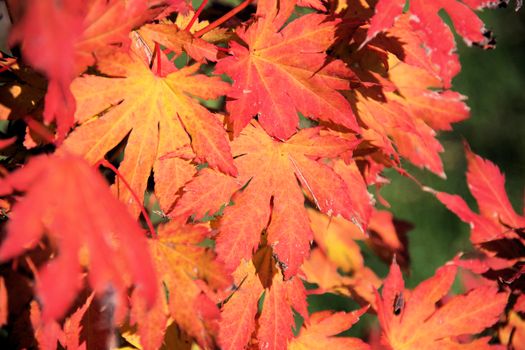 Close-up of vivid red and orange maple leaves during fall season, capturing nature's beauty.